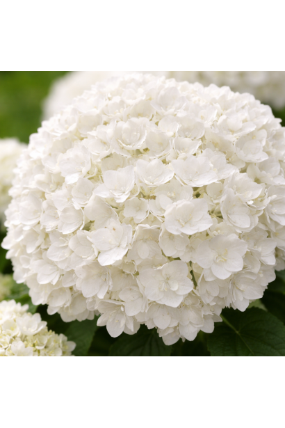 Hydrangea macrophylla Doppio Fredo